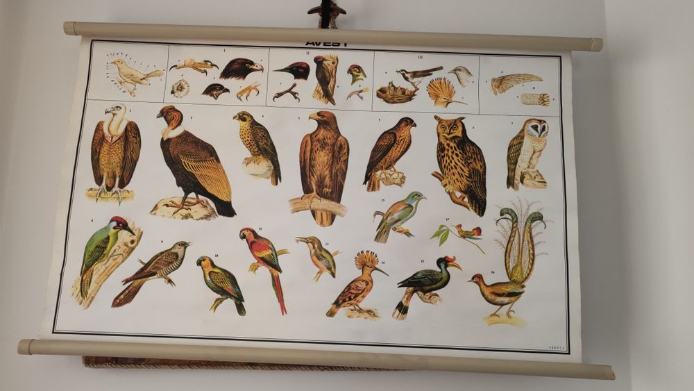 Cartaz escolar antigo - Aves