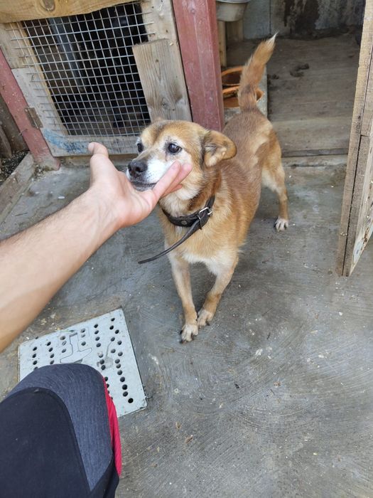Dou  cao  para adoção