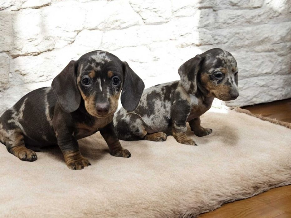 Suczka jamnik miniaturowy krótkowłosy  choco merle