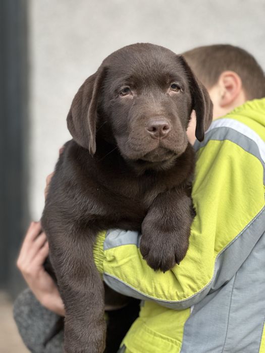 Цуценята лабрадор ретривер