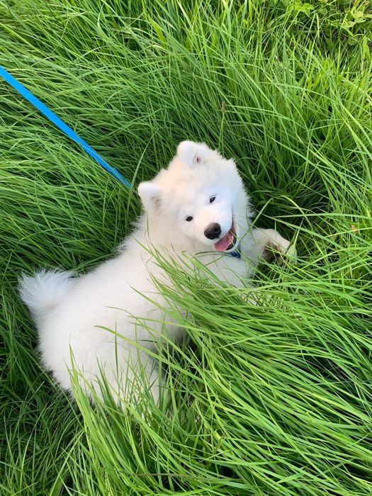 Samoyed samiec gotowy FCI ZKwP
