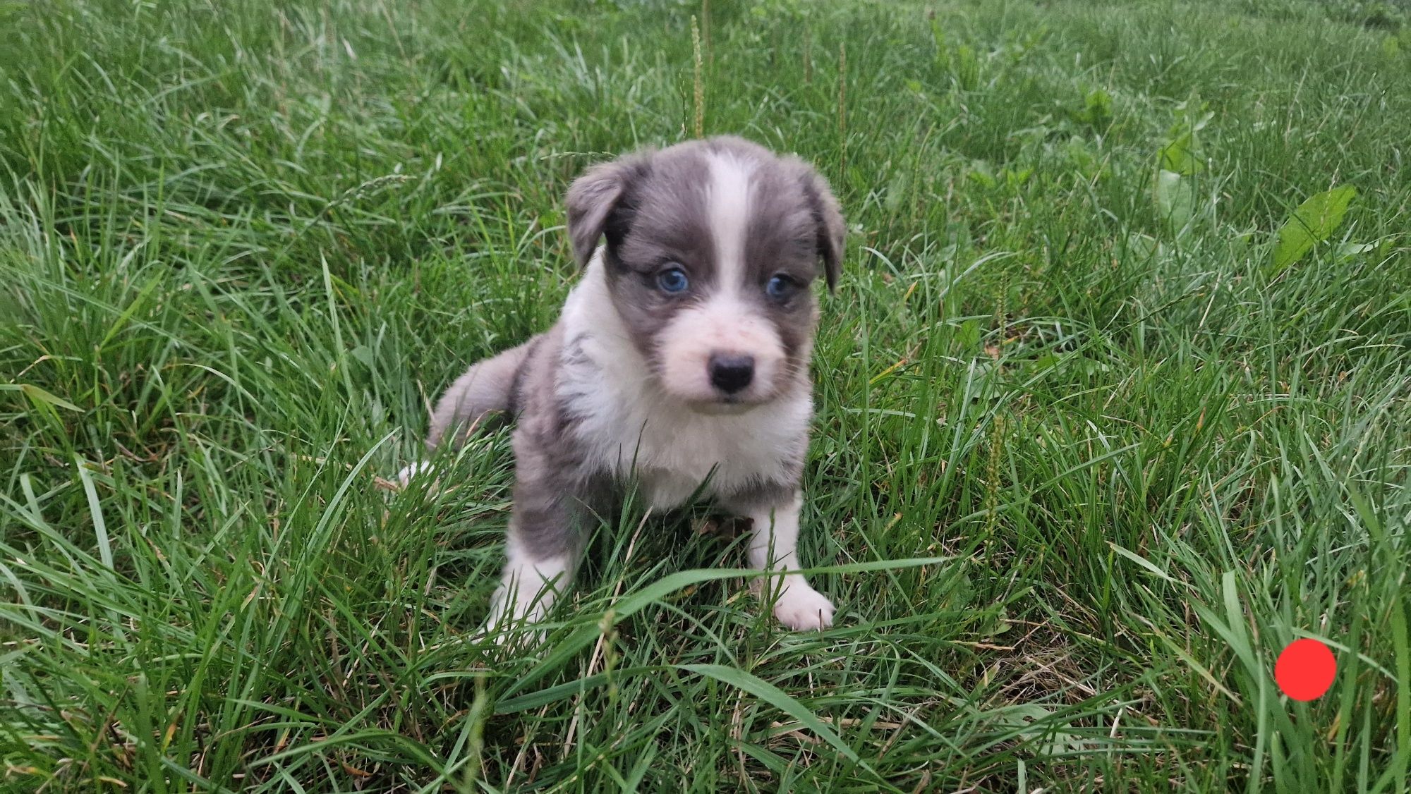 Border Collie pies piesek szczeniak