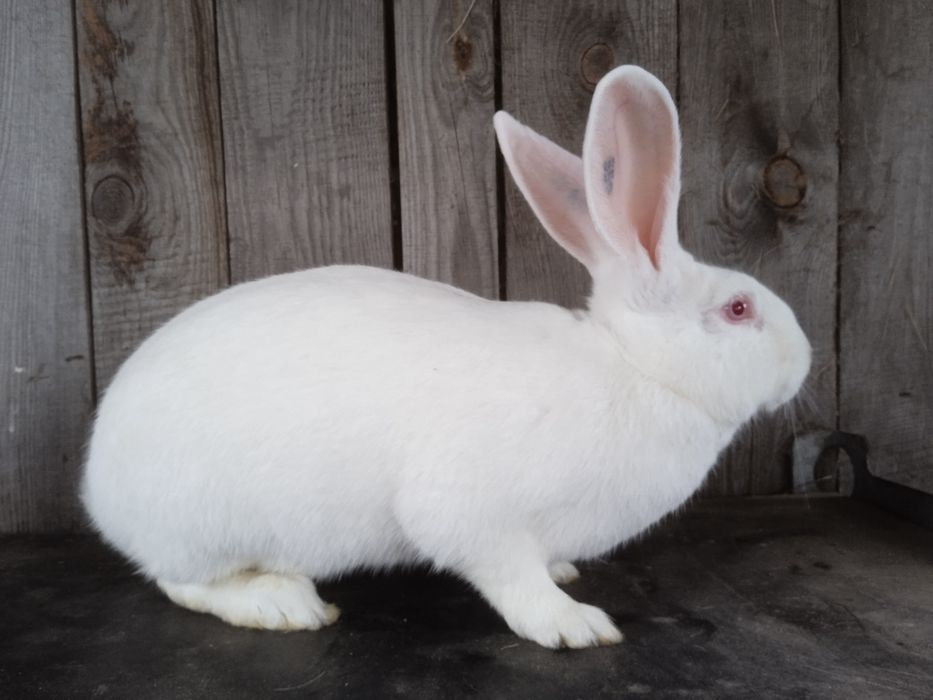 Termondzki biały, samica, rodowód