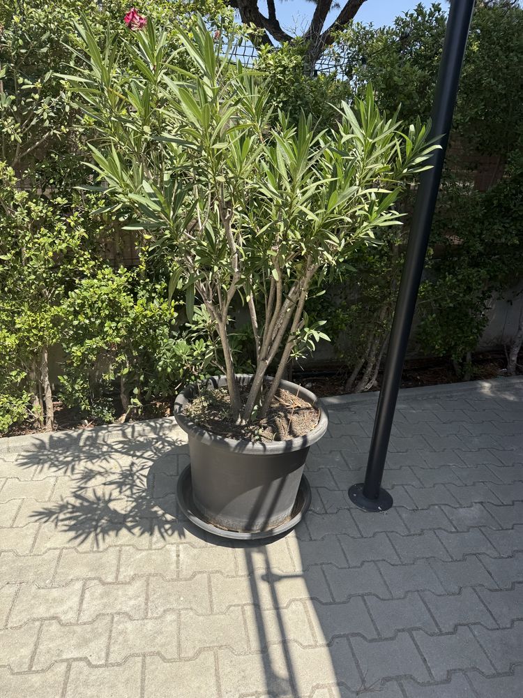 Plantas exterior 5