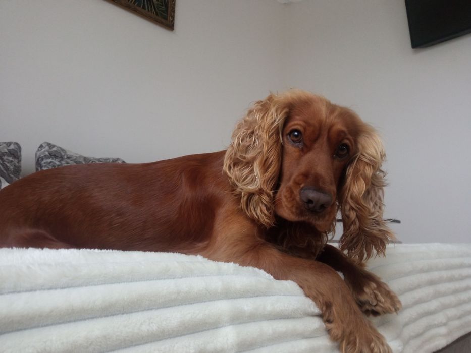 Кокер спаніель вязка