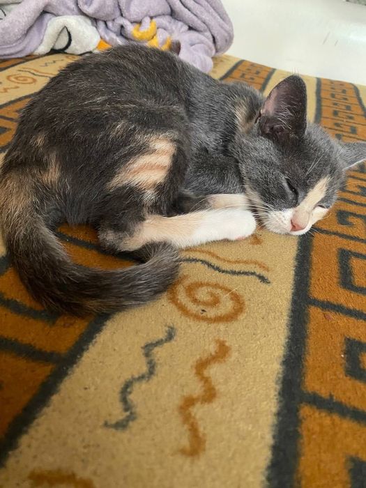 Кішка шукає господаря