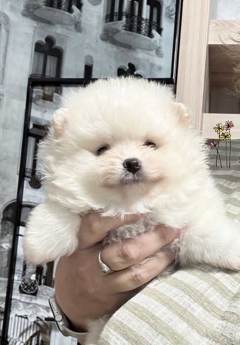 Цуценята померанського шпіца. Дівчатка