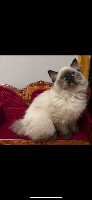 Ragdoll kotka Aisha