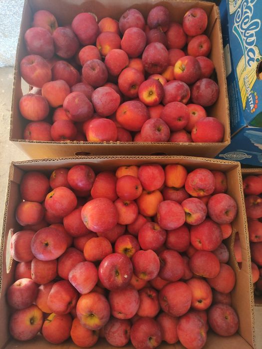 Яблука сорту Флоріна