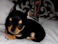 Chihuahua  maleńka sunia