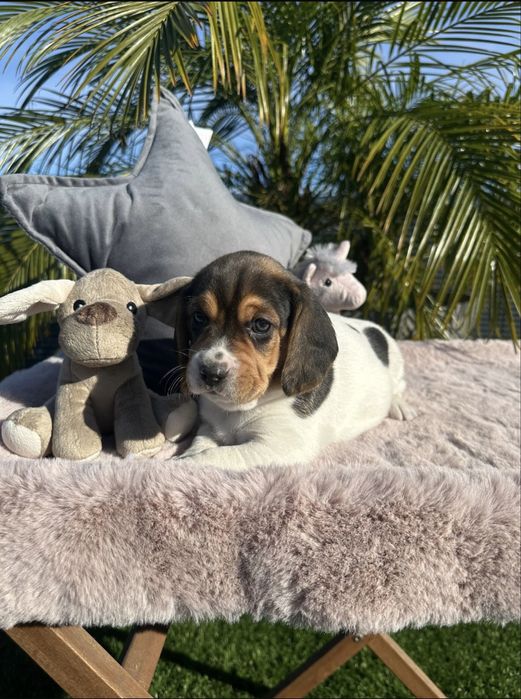 Beagle menino fantastico