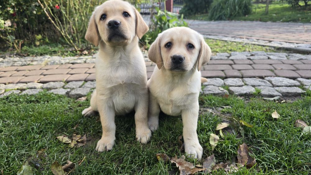Labrador Retriever, biszkoptowy szczeniak! Już do odbioru!