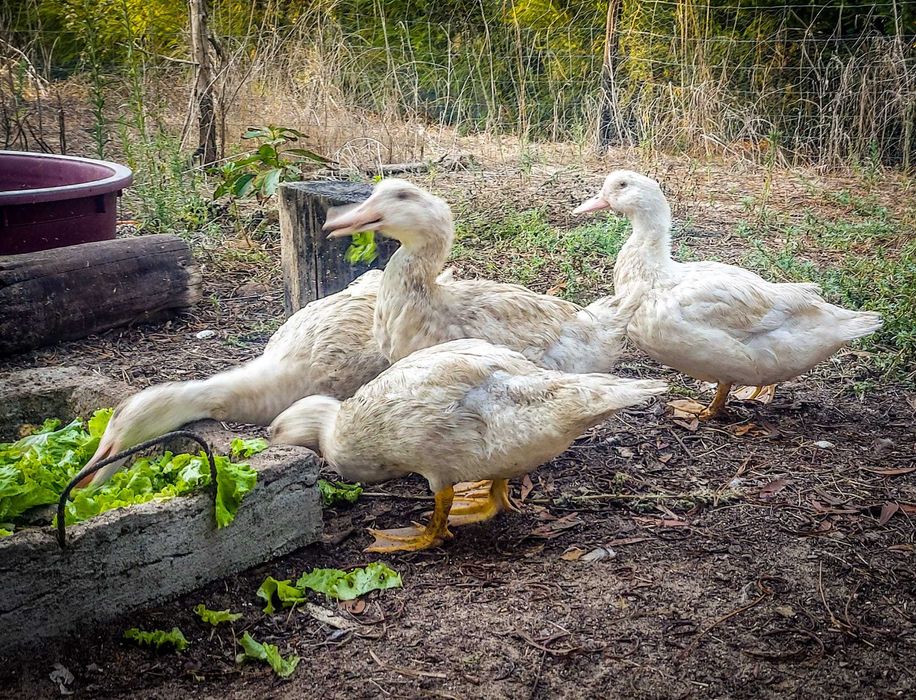 Patos marrecos casal