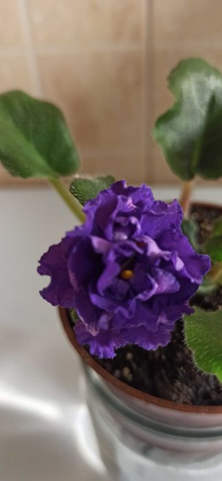 Сортова фіалка продам.