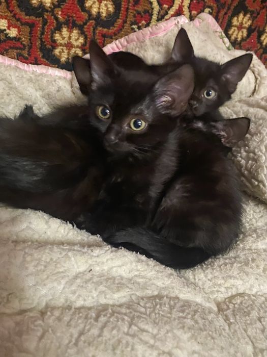 Котики які приносять вдачу