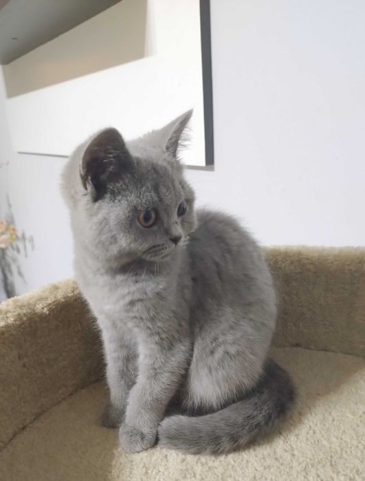 Kotka Brytyjska Niebieska z prawdziwym rodowodem FPL