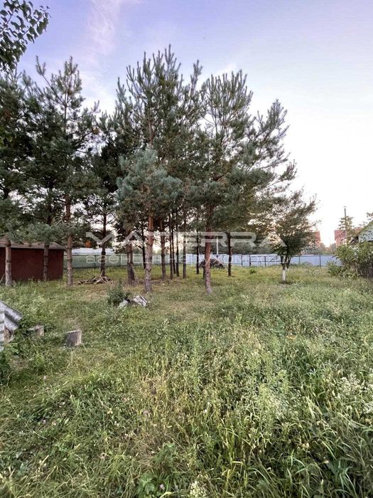 Липовий Скиток продаж ділянки зі світлом з соснами СТ "Стави"