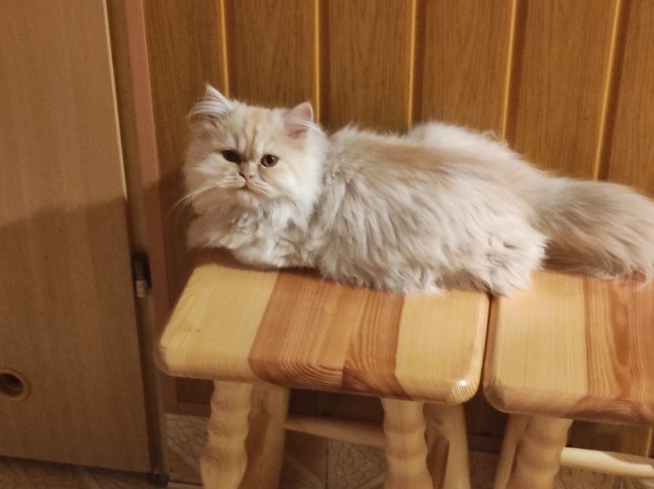 Kocurek perski pers perska persy