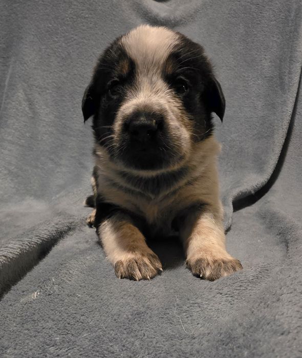 Oddam pieski w dobre ręce