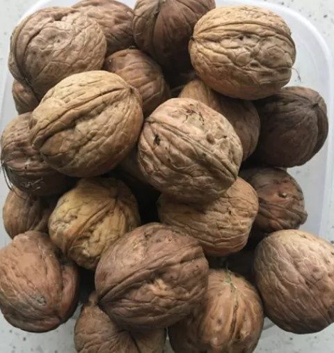 Orzechy włoskie zbiór 2025 - 10 kg