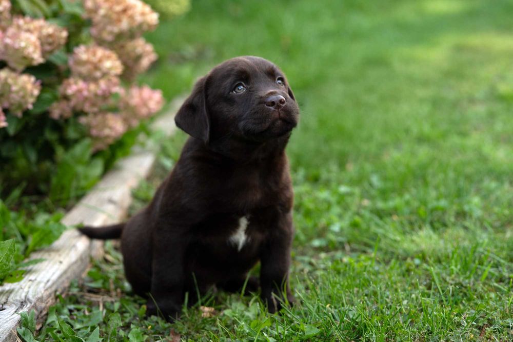 Labrador retriever FCI