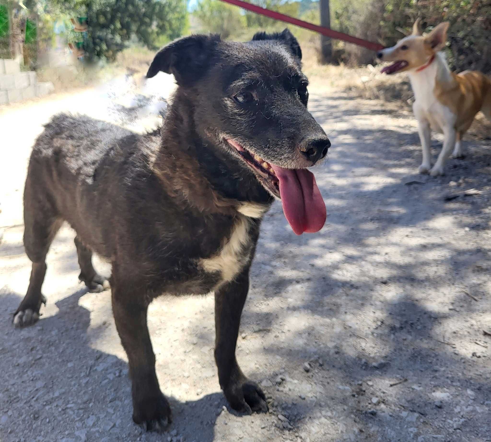 Alfragide - Cão pequeno para adoção