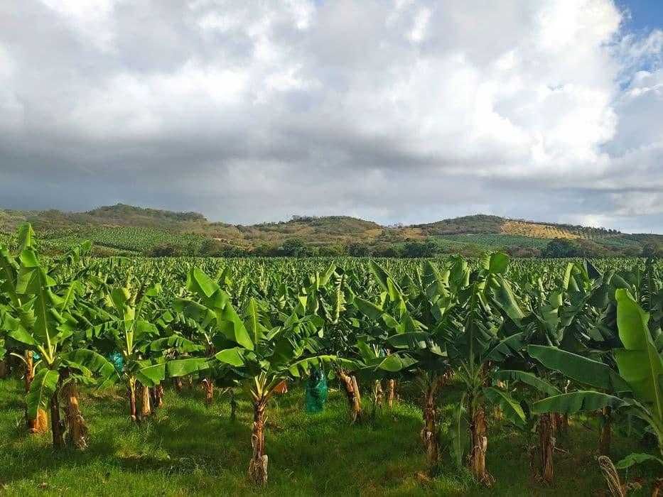 Palma Bananowiec 'Musa Basjoo'  Przedsprzedaż Super ceny