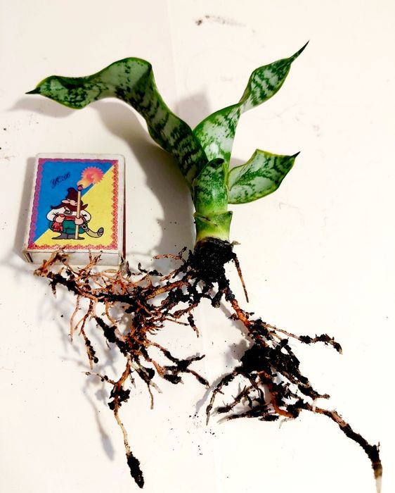 Сансевиерия Sister Twisted