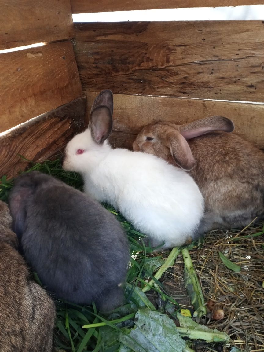 Кролики різних порід
