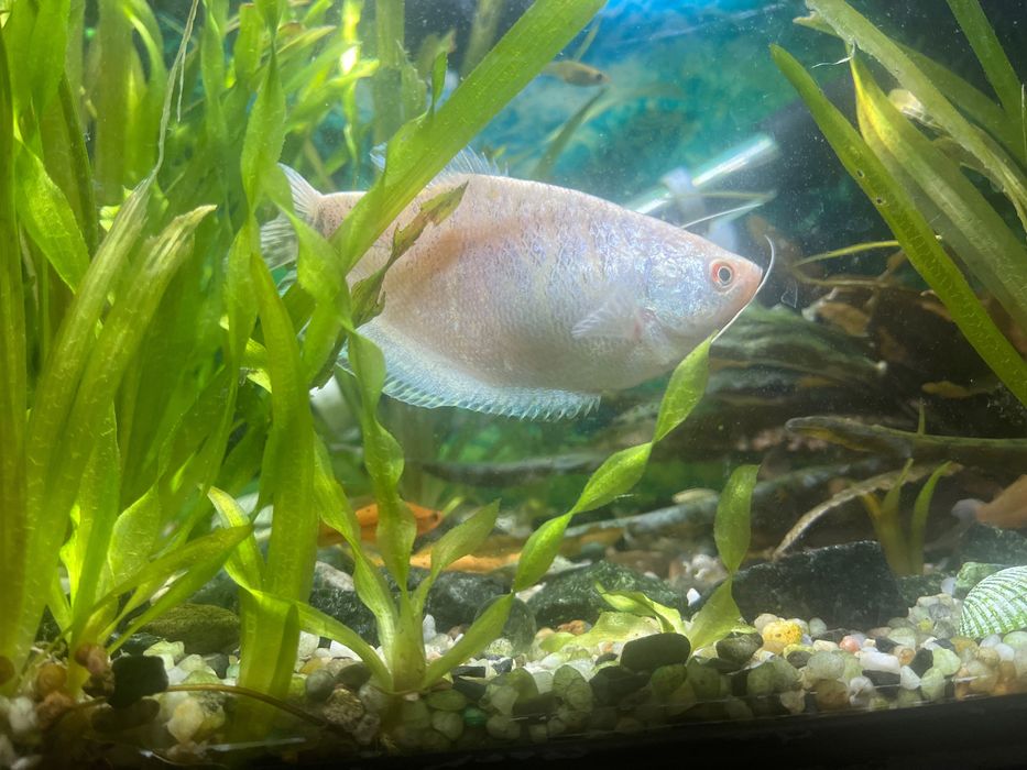 Rybka akwarelowa gurami