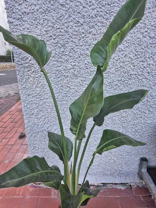 Strelicja Nicolai biała 2 rośliny w jednej doniczce 124cm