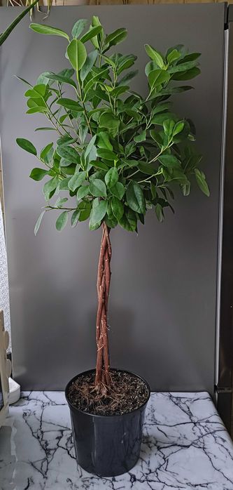 Кімнатна рослина Фікус Мокламе 95 см