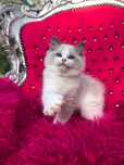 Ragdoll Kocurek Blue Bicolor FIFE FPL
