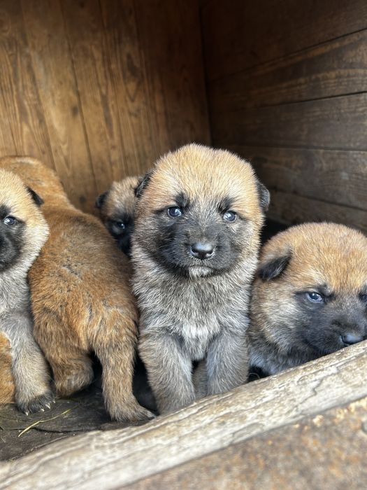 Вірний друг та охоронець,цуценята змішаної породи