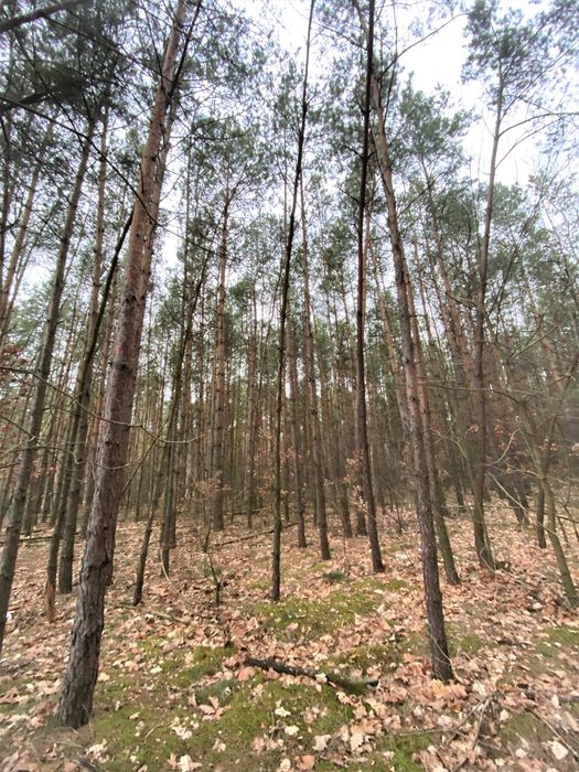 Las, działki leśne - na sprzedaż