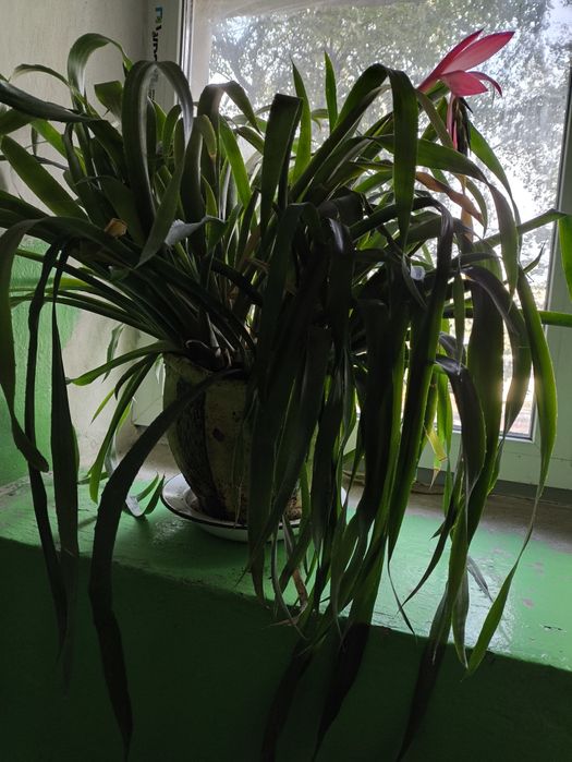 Більбергія поділка