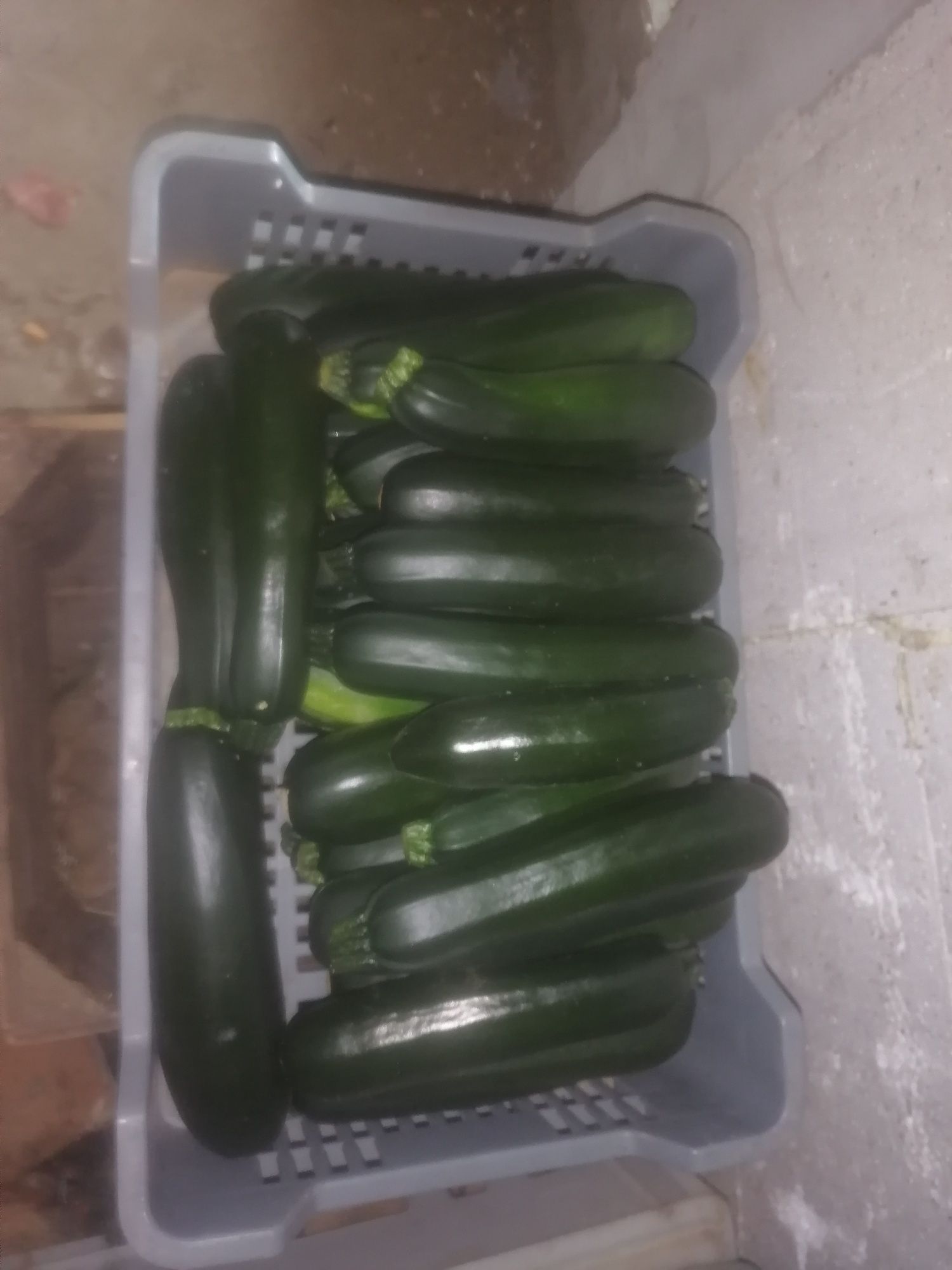 Cukinia, mirabelka, dynia hokkaido, dynia ozdobna