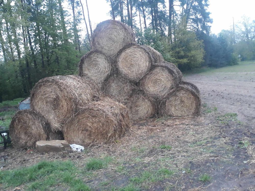 Sprzedam słomę owsianą ze stodoły i sterty