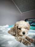Piesek  Maltipoo