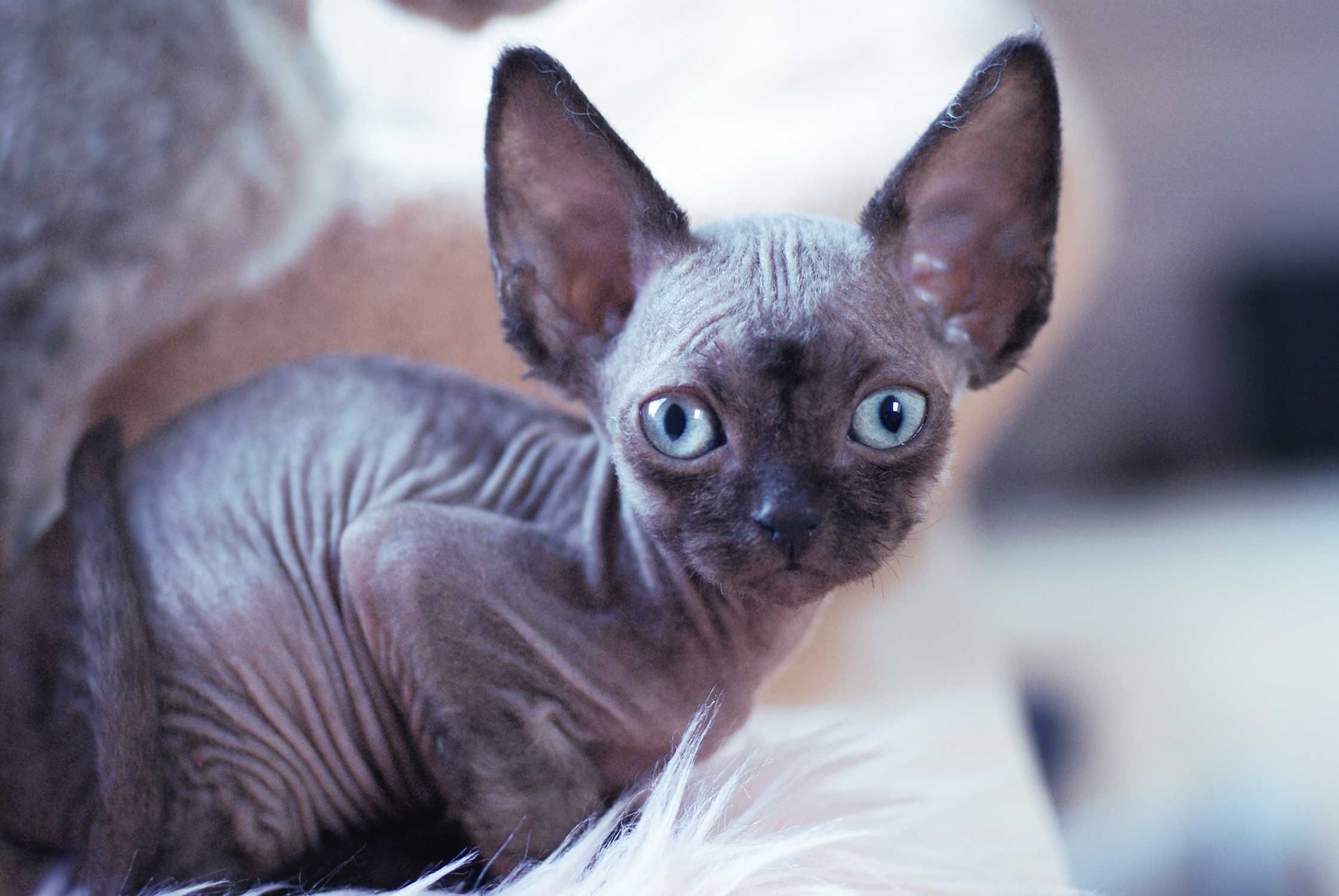 Niebieski point Devon Rex po championie