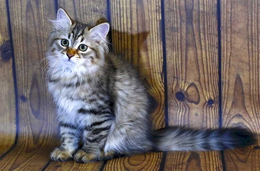 Сибірські кошенята