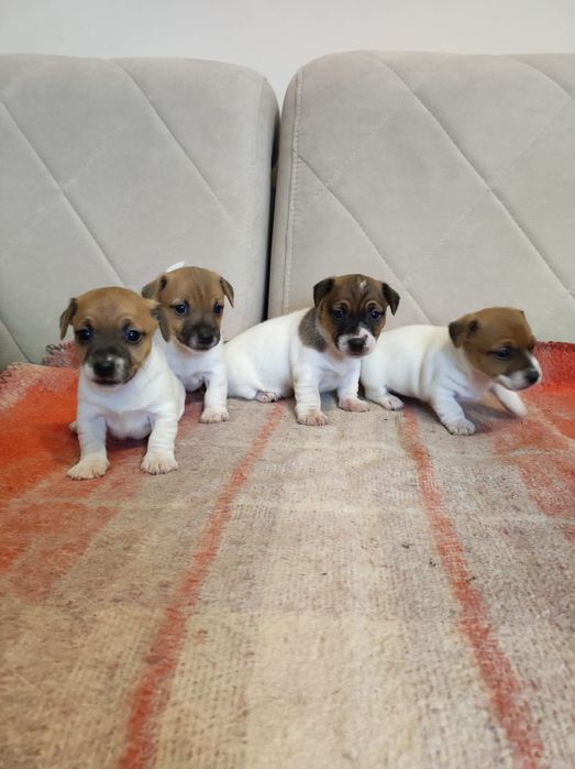 Jack russell terrier