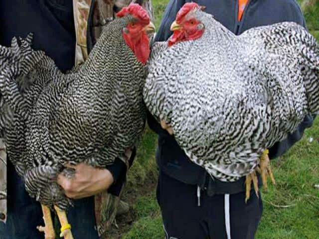 Інкубаційне яйце Віандот (колумбійський, полосаті, лаванда)