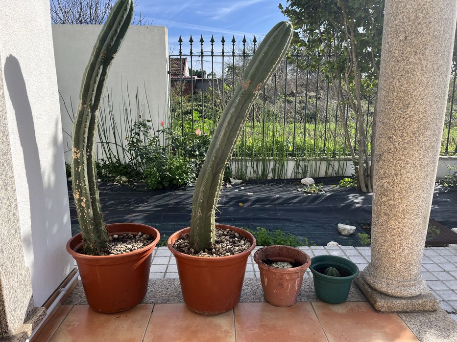 Peyotes ( catos são pedro)