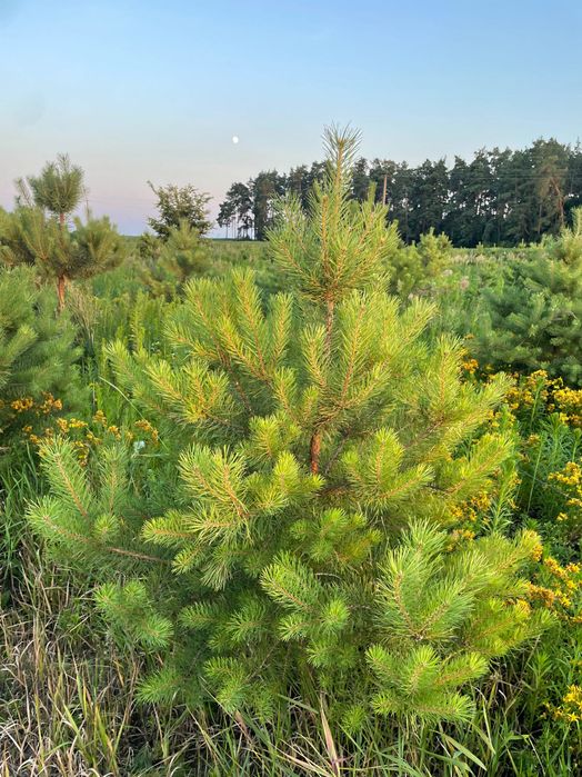 Продам сосны новогодние, сосна новорічна