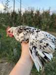 Sprzedam koguty marans i włoszka porcelanowa