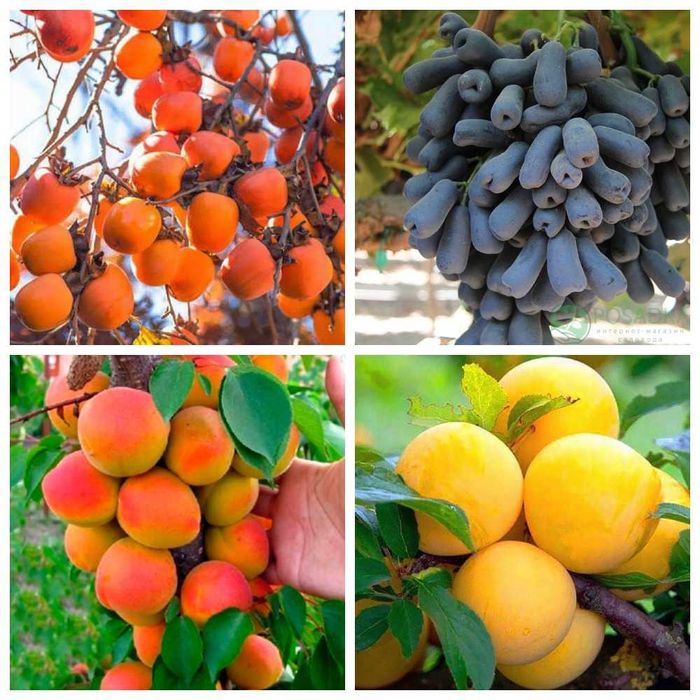 Саженцы слива, персик, абрикос, черешня, хурма, розы, яблоня, груша.