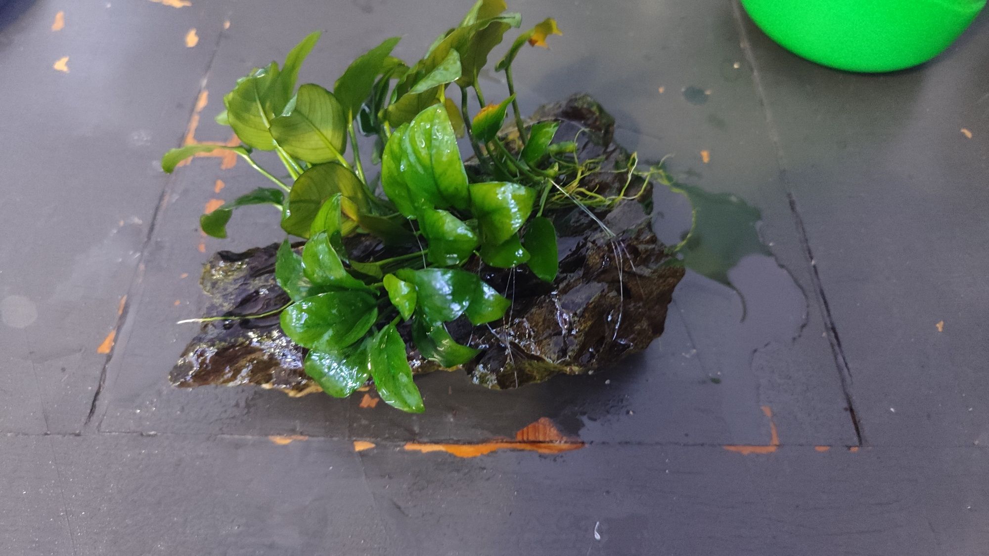 Pedra Dragonstone com Anubias