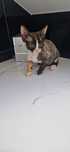 Devon Rex kotka Eklerka