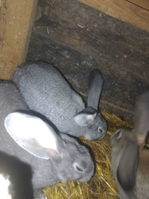 Młode olbrzymy belgijskie likwidacja hodowli